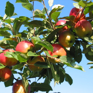 Tros met appels in boomgaard