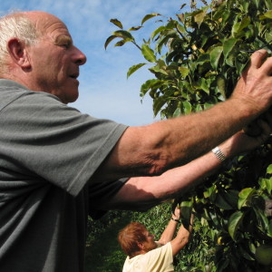 Appels plukken in eigen boomgaard