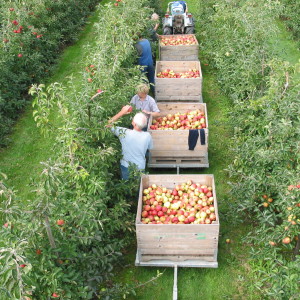 Vink Fruit oude bomen plukken in trein