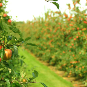 appels in boomgaard