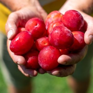 Boomgaard_VinkFruitboerderij