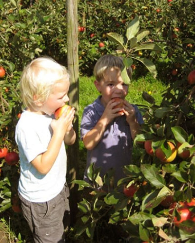 Kinderen plukken eigen appels